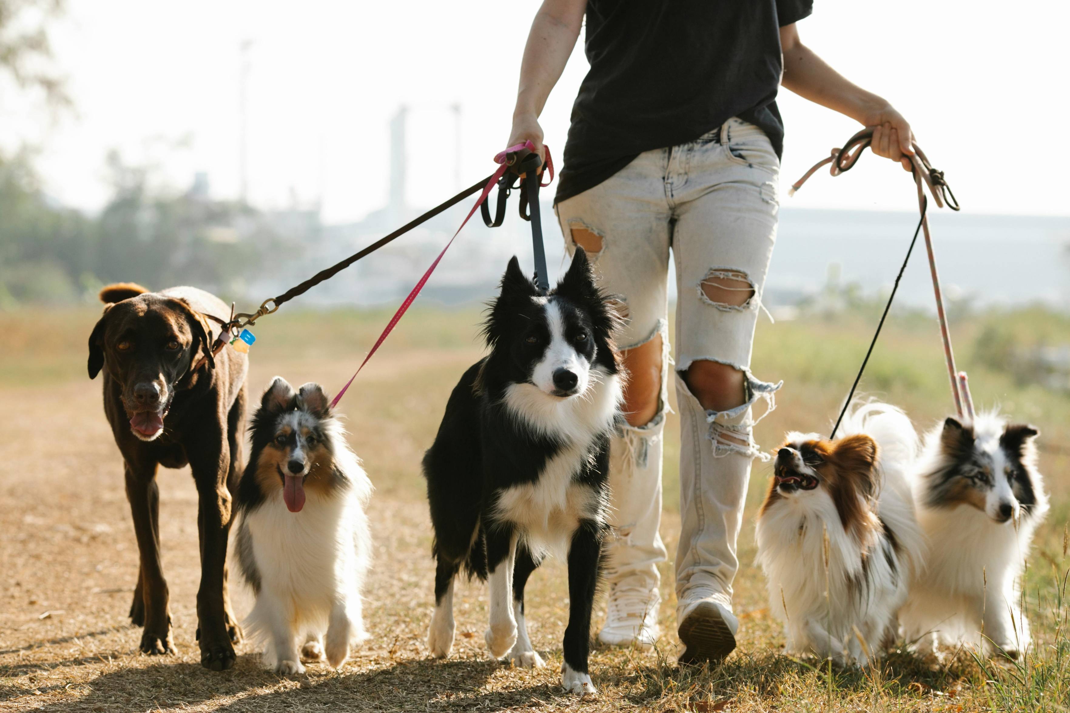 3 Ways to Welcome a Dog into Your Home